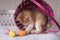 Beautiful  kitten  Breed  British Shorthair  Golden Chinchilla color playing with painted eggs on the background of the basket