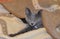 The beautiful kitten breed Russian gray-blue silvery gray sleeps under a blanket.