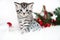 A beautiful kitten. Christmas poster with a kitten and festive decor.