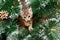 Beautiful kitten with fir tree