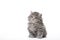 Beautiful kitten sits on a white background in isolation