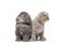Beautiful kittens are sitting on an isolated background