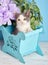 A beautiful kitty with decorations. On a blue background.