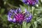 Beautiful knapweed with a bee in the garden