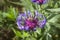 Beautiful knapweed with a bee in the garden