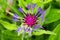 A beautiful Knapweed flower growing in the garden