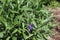 Beautiful knapweed in the garden