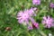 Beautiful knapweed in the meadow