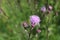 Beautiful knapweed in the meadow