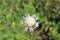 Beautiful knapweed in the meadow