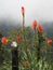 Beautiful kniphofia uvaria flowers blooming in the tropical forest