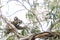 Beautiful koala in wild life eats eucalyptus leaves clinging to a branch, Kangaroo Island, Southern Australia