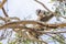 Beautiful koala in wildlife eats eucalyptus leaves clinging to a branch, Kangaroo Island, Southern Australia