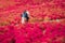 Beautiful kochias hill in autumn season at Hitachi seaside park