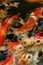 Beautiful Koi carps feeding time