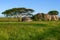 Beautiful Kopje with trees and shrubs in a summer grassy savanna landscape, Nomiri Plains, Serengeti National Park, Tanzania