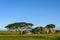 Beautiful Kopje with trees and shrubs in a summer grassy savanna landscape, Nomiri Plains, Serengeti National Park, Tanzania