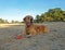 Beautiful labradoodle at the nature reserve Soesterduinen in the Netherlands