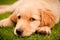 Beautiful labrador lying on the grass watching at the camera