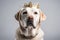 Beautiful Labrador Retriever Dog In Gold Crown On White Background. Generative AI