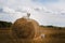 Beautiful Labrador retriever, dog walking in a field,