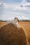 Beautiful Labrador retriever, dog walking in a field,