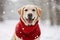 A beautiful Labrador sitting outside in the snow in a red jumper. Generative AI