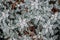 Beautiful lace silver cineraria