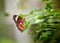 A beautiful lacewing butterfly