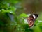 A beautiful lacewing butterfly