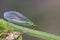 A beautiful Lacewing Chrysopidae sits on a grass stalk on a dark background.