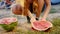 Beautiful lady closeup to the camera at the camping time take a big piece of watermelon in hands and smiling large in