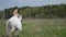 beautiful lady dressed like bride is riding white graceful horse, romantic shot at field