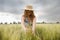 beautiful lady embracing ears of wheat outdoor