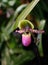 Beautiful Lady Slipper`s orchid blossom