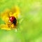 Beautiful ladybird on a flower