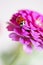 Beautiful ladybird on flower