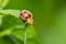 Beautiful ladybird on green leaves