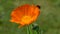 Beautiful ladybird ladybug on calendula marigold flower