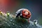 Beautiful ladybug on flower leaf defocused background