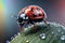 Beautiful ladybug on flower leaf defocused background