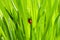 Beautiful ladybug on the green grass