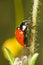 Beautiful ladybug insect