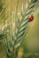 Beautiful ladybug macro shot on wheat tip in vertical perspective