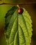 Beautiful ladybug resting on a green leaf