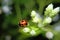 Beautiful ladybugs that live in flowers like to eat aphids and plant-eating pests. and can eat 5,000 insects