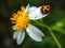 Beautiful ladybugs that live in flowers like to eat aphids and plant-eating pests. and can eat 5,000 insects