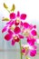 Beautiful laelia anceps pink orchids against natural background