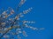 Beautiful Lagerstroemia floribunda Flower, purple flower on blue sky background, Beautiful blooming pink-purplish-white blooming f