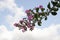 Beautiful Lagerstroemia flower bouquet Indian Lilac in the garden on white cloud and blue sky.